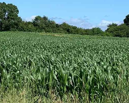 Terrain-en-vente-Commequiers-Brigassière-Vendée-Aménagement