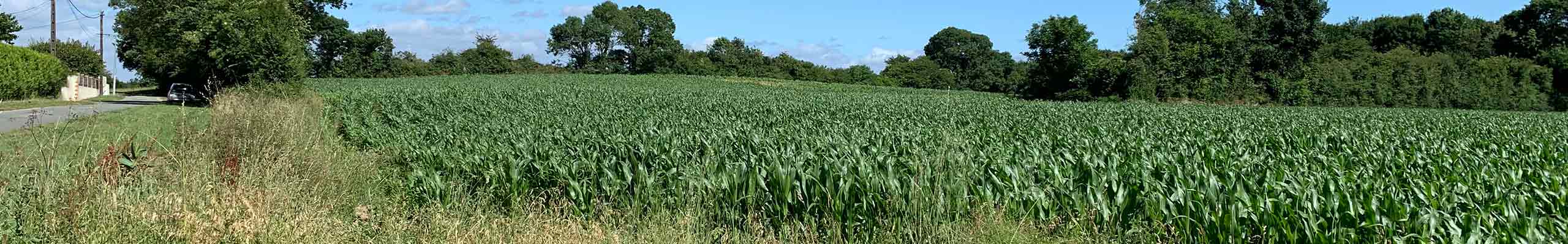 Terrain-en-vente-Commequiers-Brigassière-Vendée-Aménagement